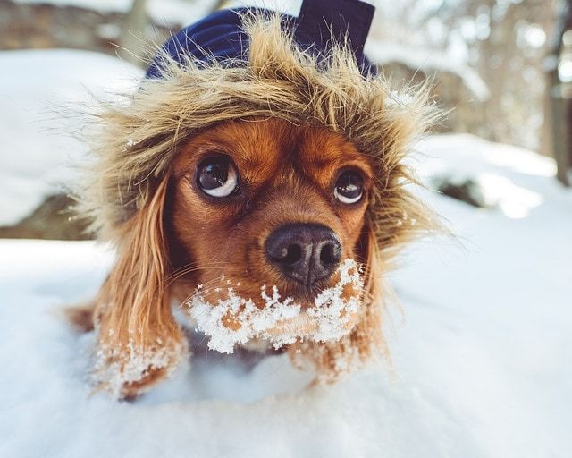 chien neige dans la bouche
