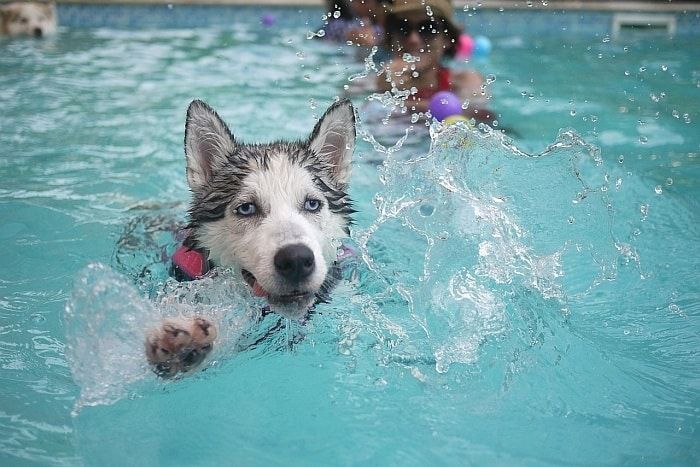 Hundeschwimmweste