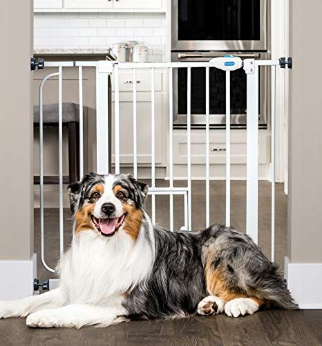 Carlson Extra široká prechádzková brána pre domáce zvieratá s malými dvierkami pre domáce zvieratá, obsahuje 4-palcovú predlžovaciu súpravu, súpravu na pripevnenie na tlak a súpravu na pripevnenie na stenu