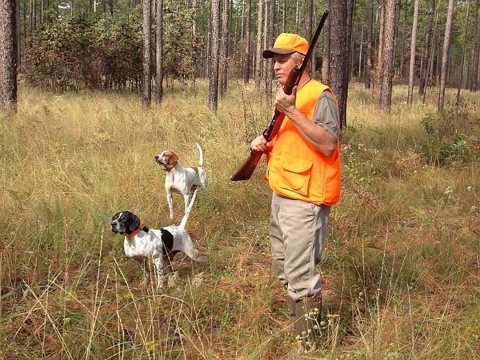 شکار کے لیے بہترین ڈاگ ویسٹس: فڈو کو شکار پر محفوظ رکھنا!