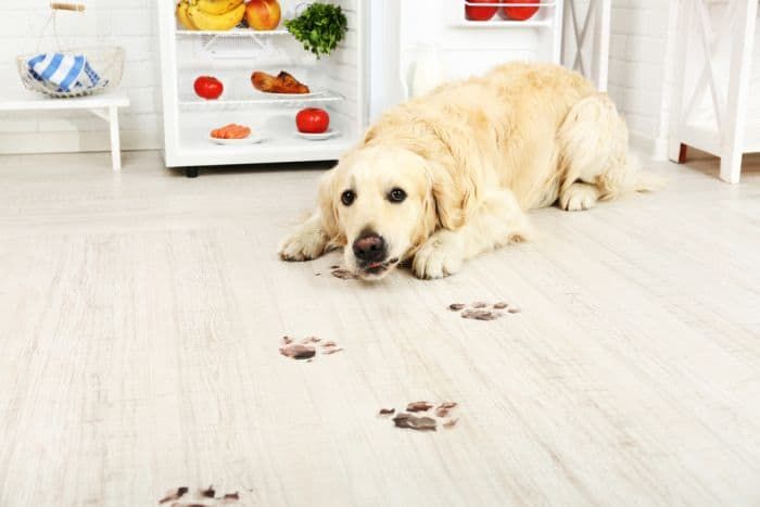 Čističe podlah pro domácí zvířata
