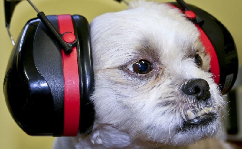 Ochrana sluchu psa