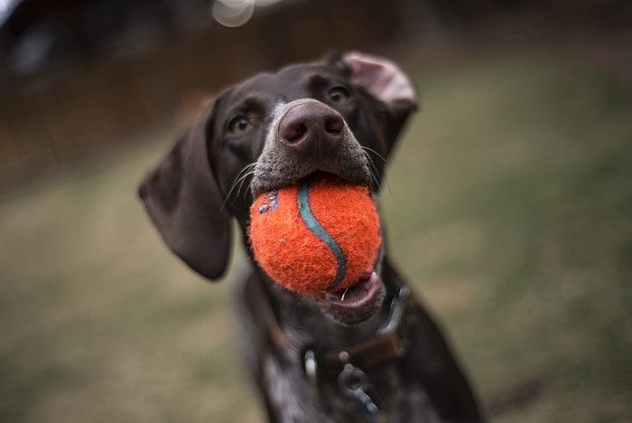 teniso kamuoliukus šunims