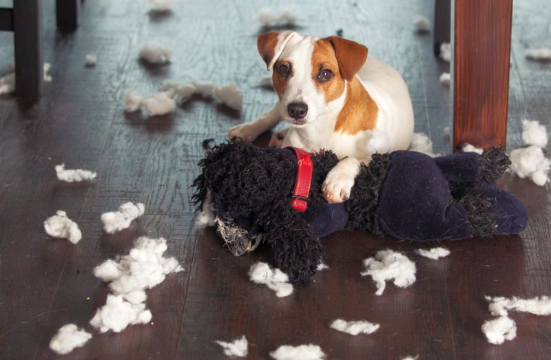 klausimų apie šunų žaislų saugumą