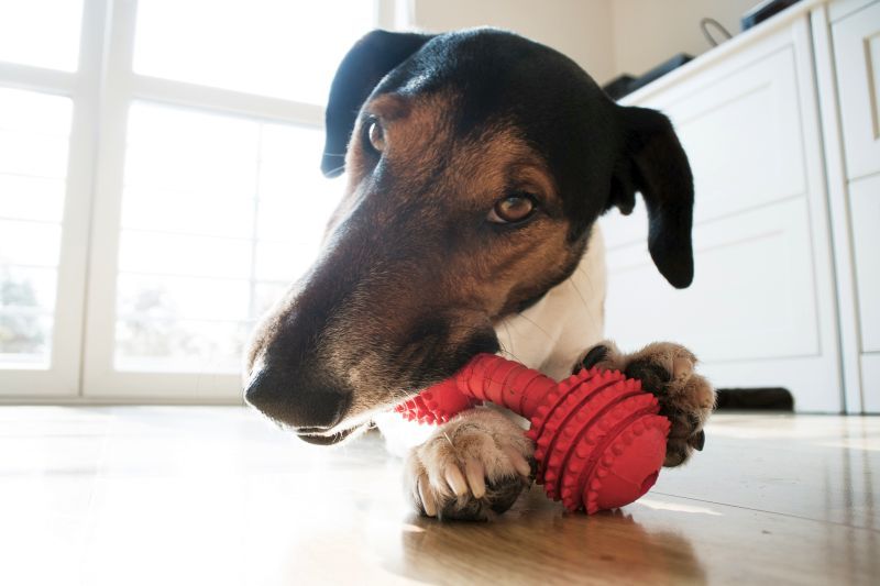 Ar šunų žaislai yra pavojingi?