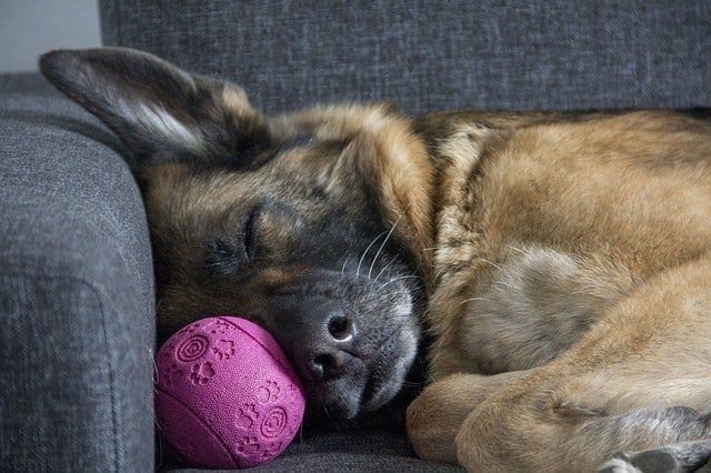 Cara Membuat Anjing Tidur: Mendapatkan Anjing Anda Tidur!