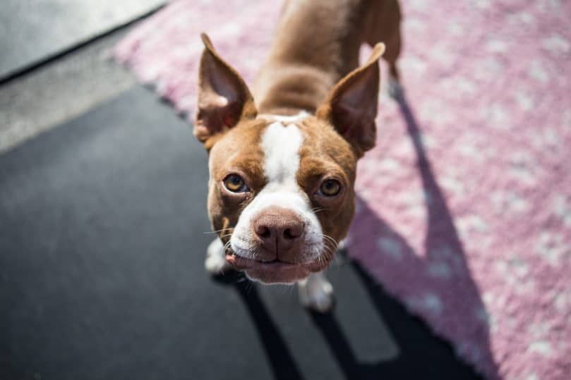 Portret Boston Terriera