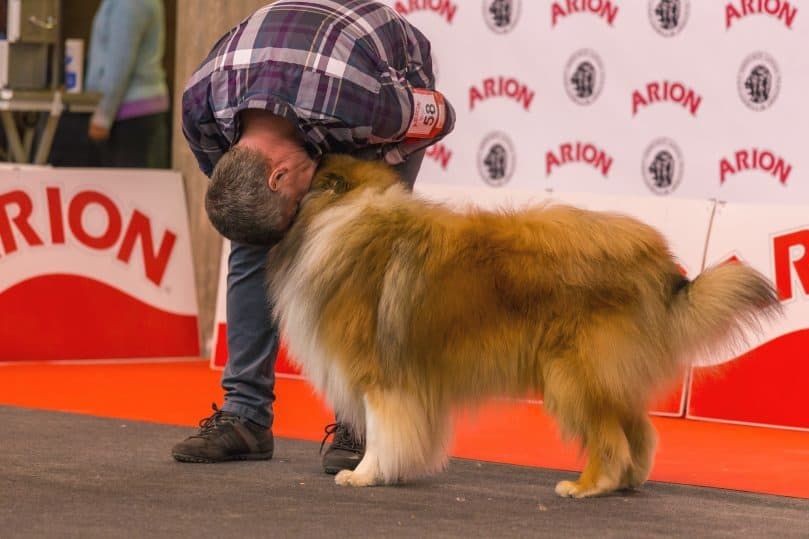 proprietar-manipulator care arată dragoste stelei sale canine