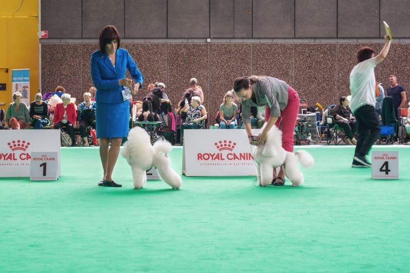 White Poodles menunjukkan muslihat mereka kepada juri semasa pertunjukan anjing dunia di Amsterdam