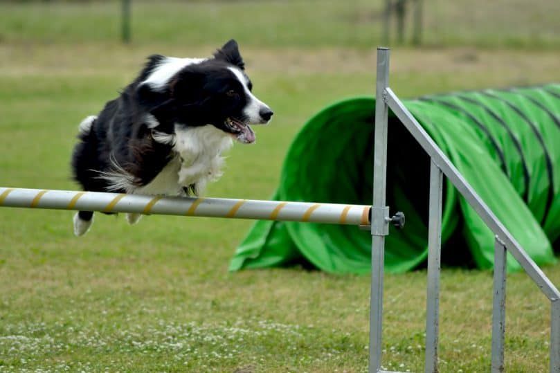 Bordercollie hyppää esteelle koiranäyttelyssä