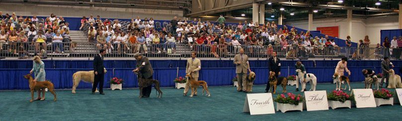 Nhóm chó săn trong chương trình AKC dog show