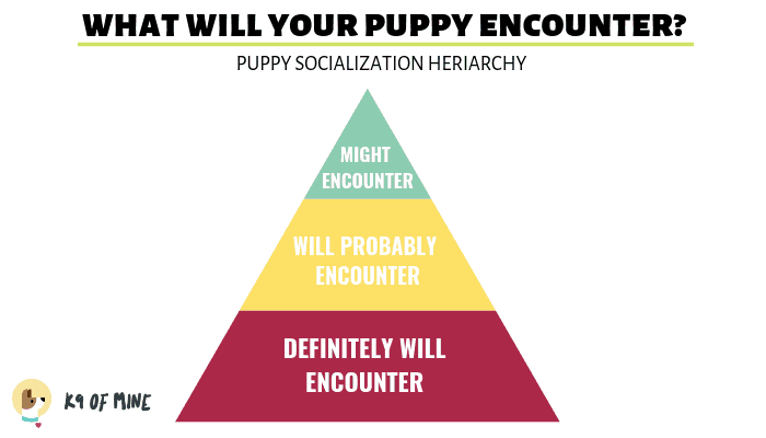 кученце-социализация-херархия