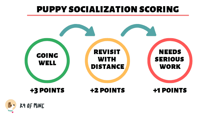 оценка социализации щенка