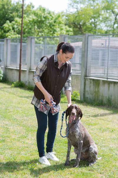 検出作業のために犬を訓練する方法
