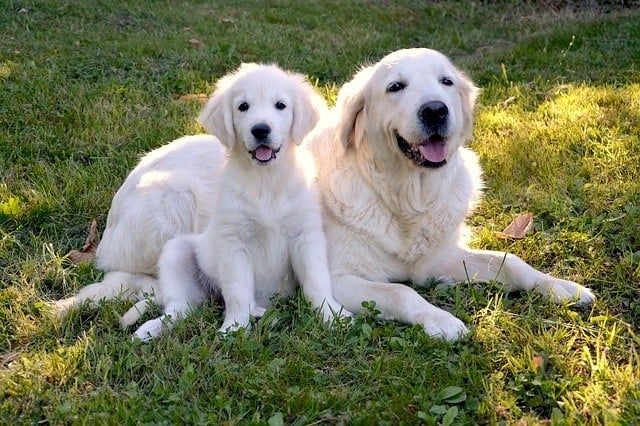 แม่และลูกสุนัข
