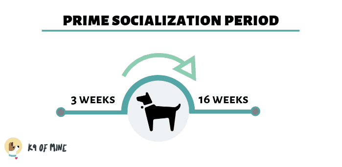šteňa-socializácia-časová os
