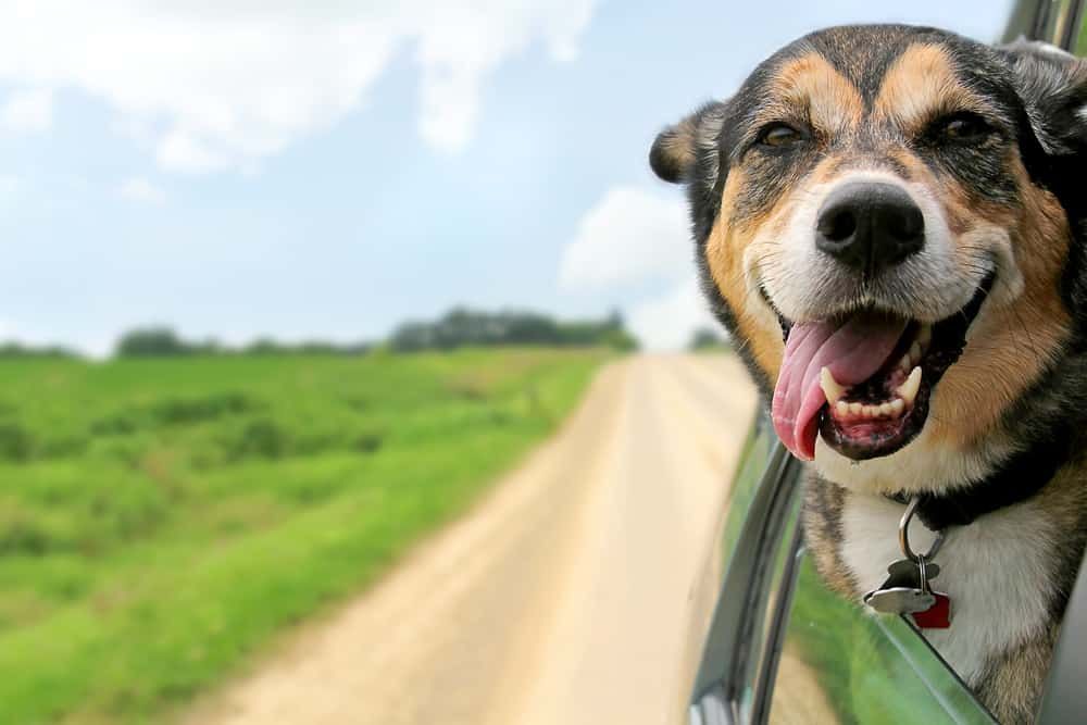 Onnellinen saksanpaimenkoiran sekarotuinen koira roikkuu, hän syöksyy suustaan ​​korvissa puhaltaa tuulessa, kun hän työntää päänsä liikkuvasta ja ruoppaavasta auton ikkunasta.