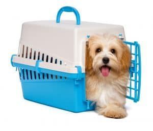 Söpö onnellinen punertava havanese-koiranpentu on sinisen ja harmaan muovisen lemmikkilaatikon sisällä ja astu ulos