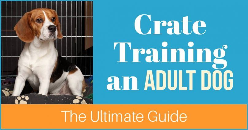 Crate Training en vuxen hund: den ultimata guiden