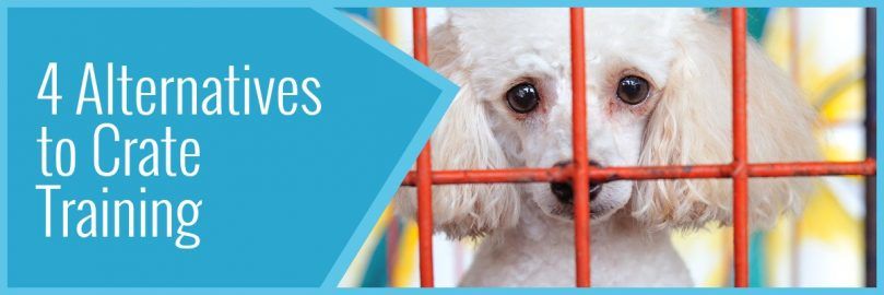 4 alternatives pour dresser un chien en cage