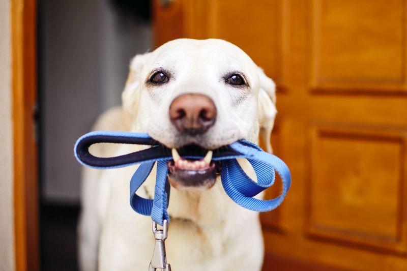 Les clochettes aident les chiens à communiquer