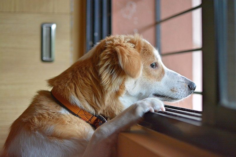 Er din hund bange for at gå udenfor? Sådan hjælper du hende