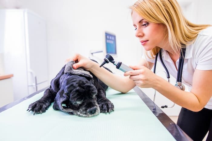 Tierarztbesuch beim Hund