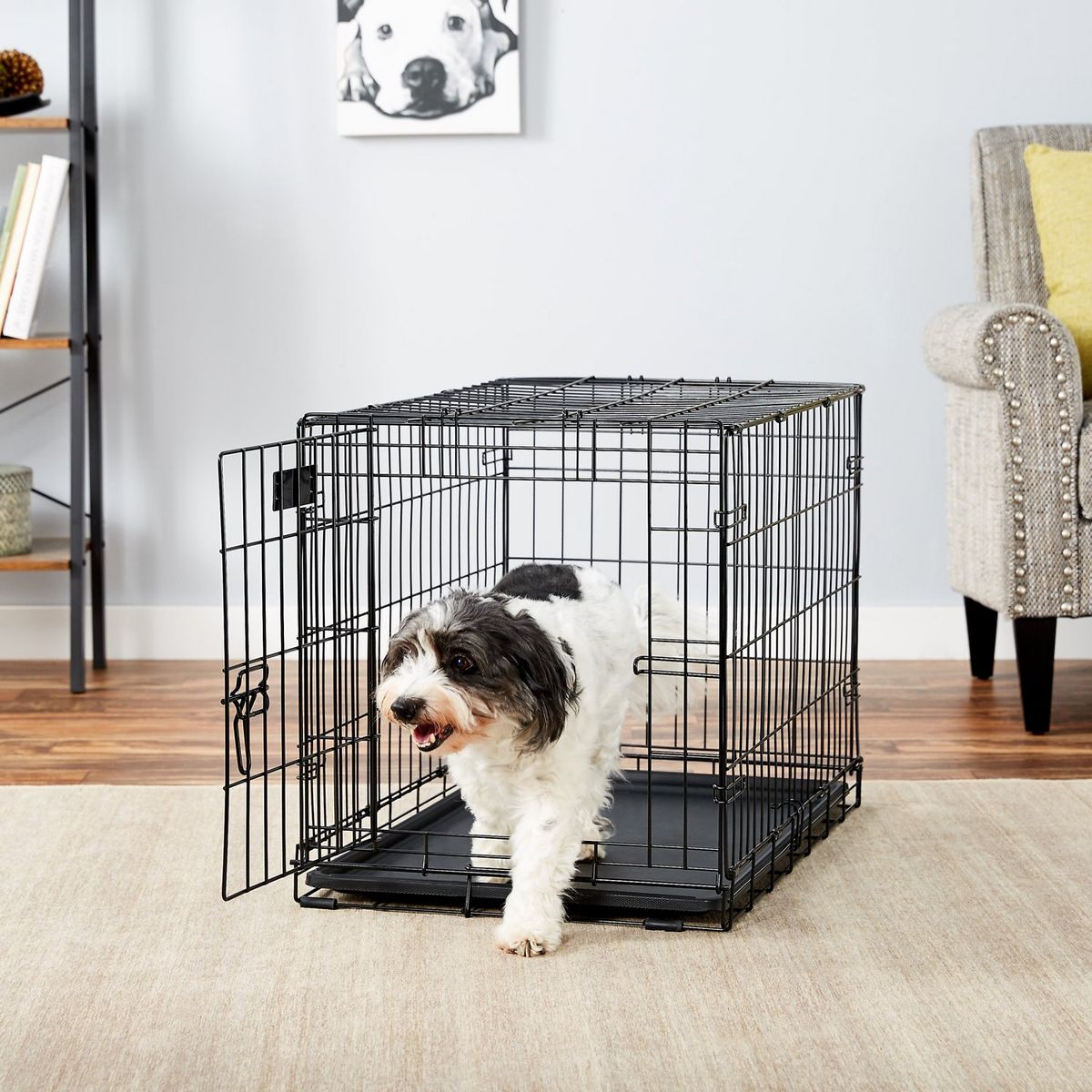 30-kratni zložljivi kovinski pes iCrate z enim vratom Midwest