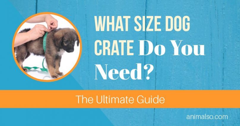 Kokio dydžio šunų dėžė jums reikalinga? [Galutinis vadovas]