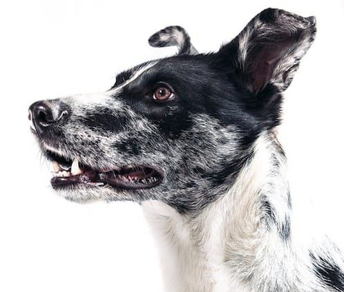 Топ 20 на най -добрите книги за обучение на кучета