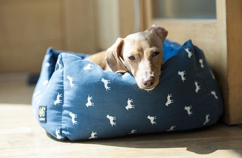 geriausios šildomos šunų lovos