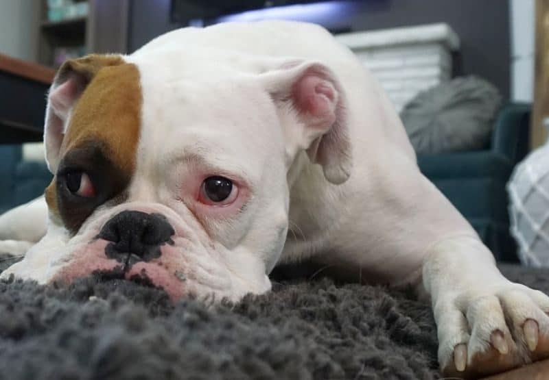Šunų kilimėlių mokymas: kaip kilimėlį treniruoti savo šuniuką!