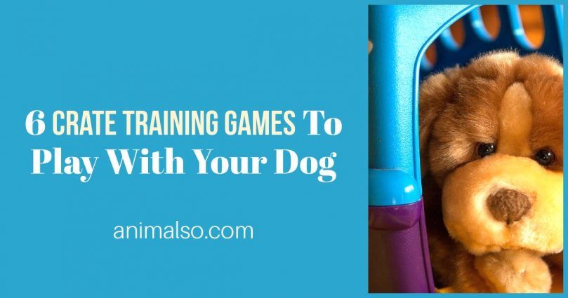 6 krattrainingsspellen om met je hond te spelen