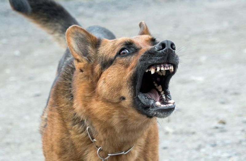Territoriaalne agressioon koertel: miks see esineb?