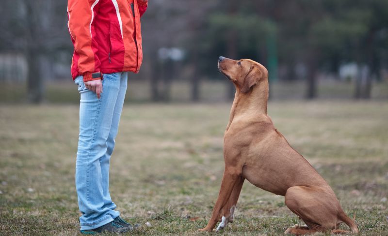 Výhody výcviku píšťalky pre psov