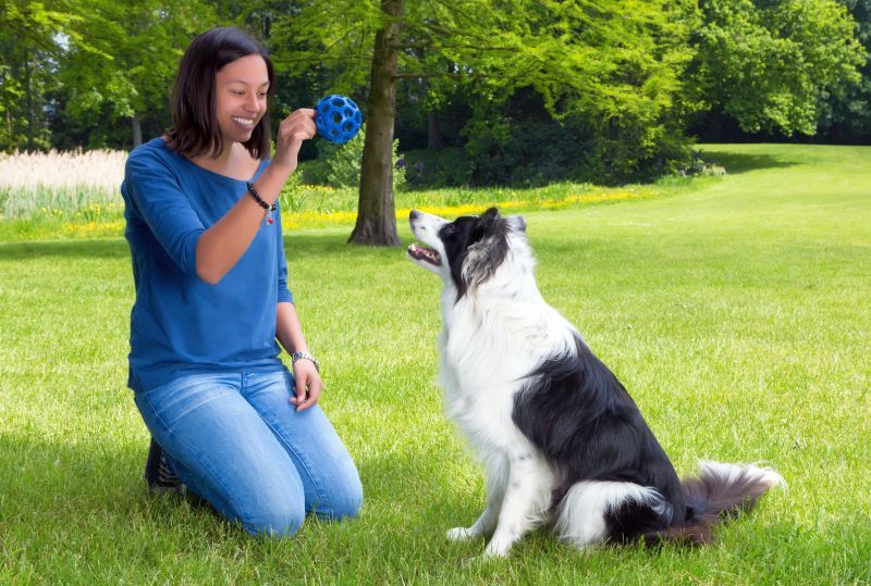 8 Zabavnih igara za obuku pasa koje povećavaju pozornost