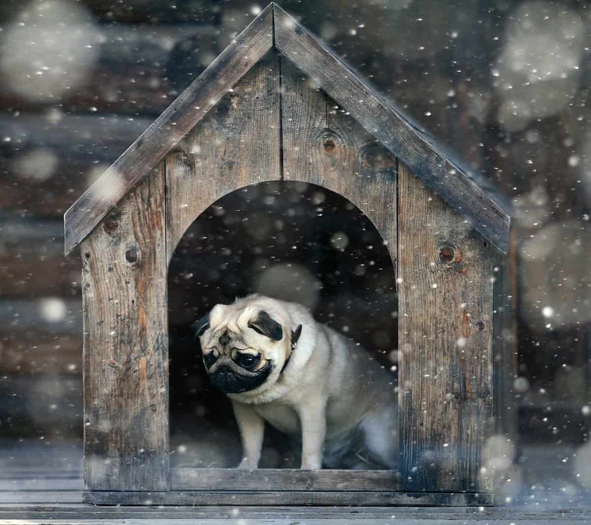Bedste vinterhundehus