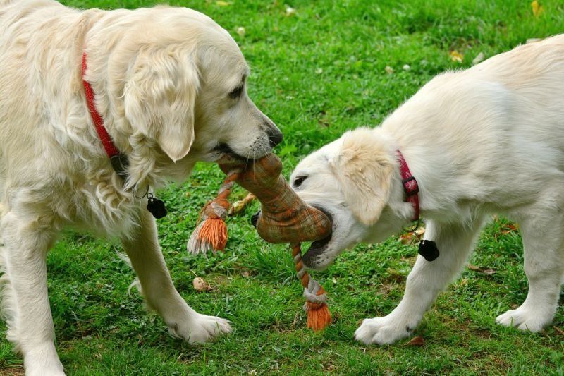 Tinkamas šunų žaidimas: šunų žaismas yra įdomus ir saugus!