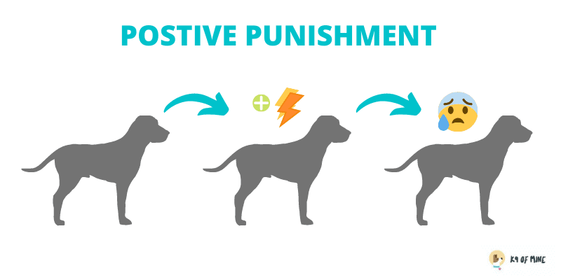 Positive Bestrafung Hundetraining