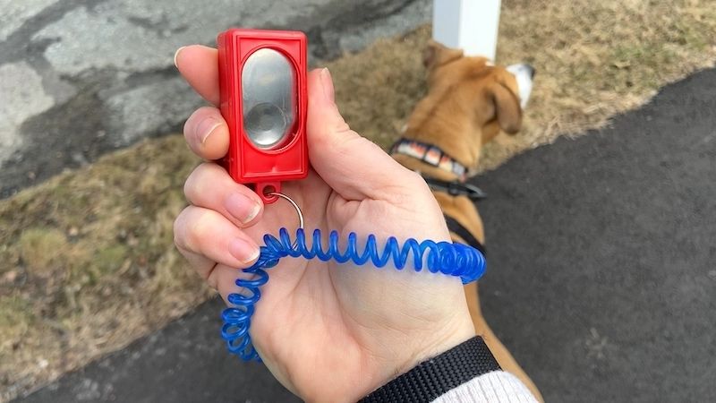 Hunde-Clicker-Training