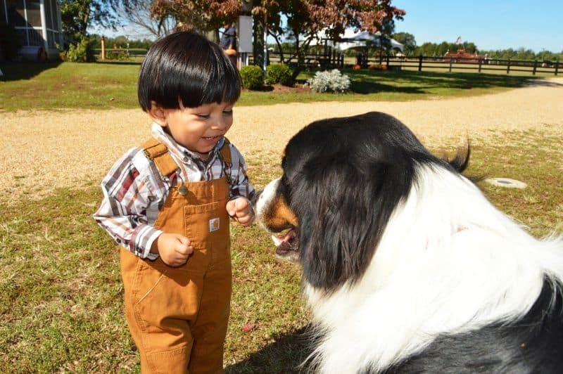 väikelapsed saavad koeri koolitada