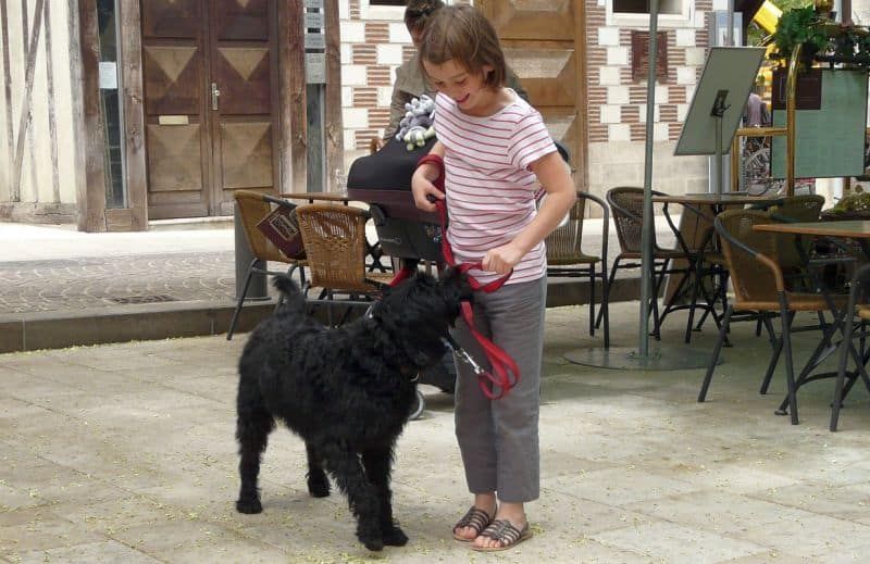 laps koolitab koera