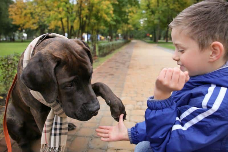 Hundetraining für Kinder: 7 Fähigkeiten, die Ihre Kinder Ihrem Hund beibringen können