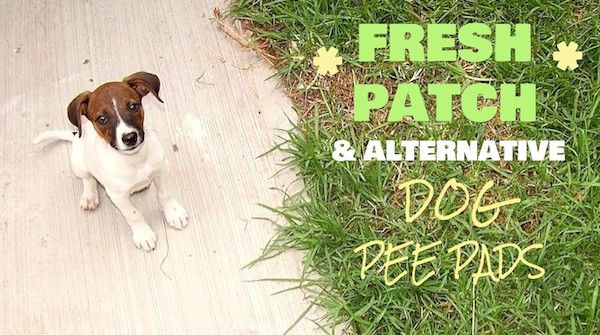 Revue Fresh Patch + Coussinets alternatifs pour pipi pour chien