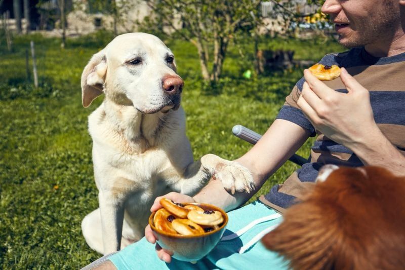 beaucoup de chiens mendient de la nourriture pour les humains