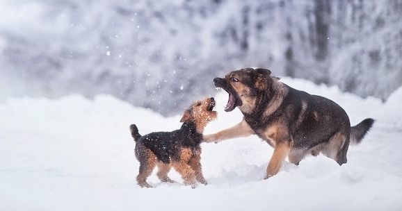 предотвратяване на кучешки бой