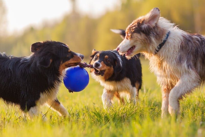 hundar slåss om leksak