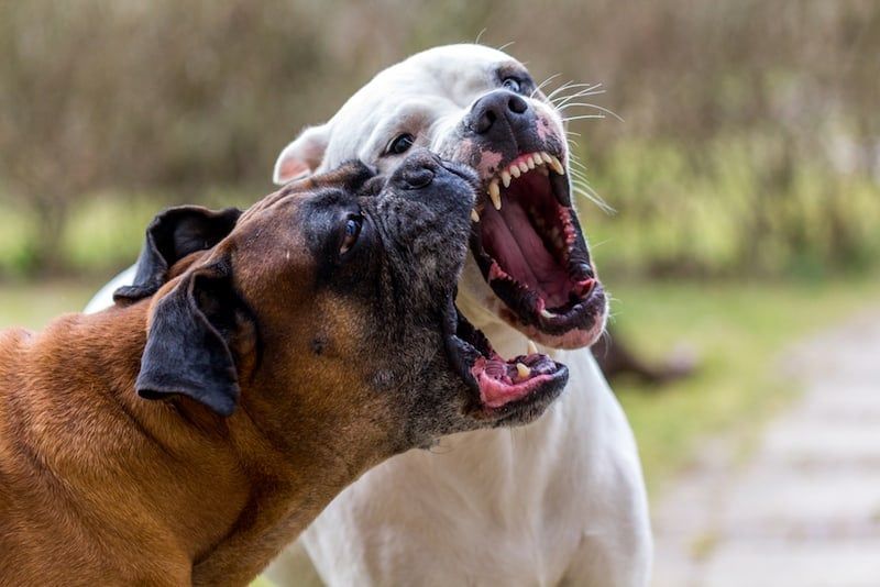 7 façons de mettre fin à un combat de chiens (sans se faire mordre)