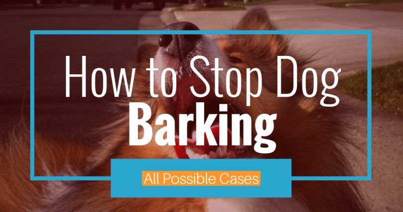 Tipy pro snadné štěkání psů (všechny možné případy)