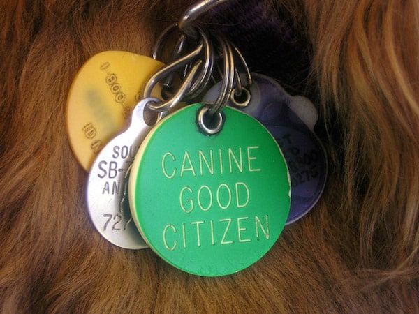 A Canine Good Citizen (CGC) teszt sikeres teljesítése